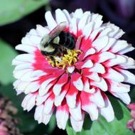 Bee on Flower. Photo: Lilla Frerichs