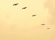 Pelicans. Photo: Sebastian Matthews