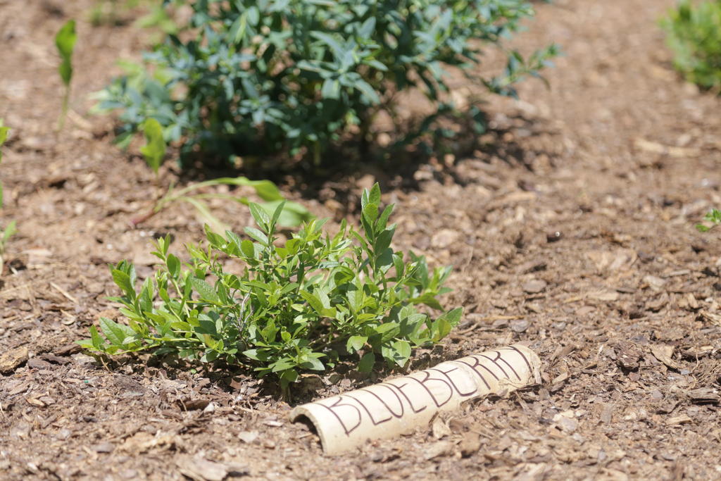 Native Plants