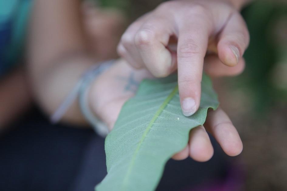 Monarch Butterfly Egg