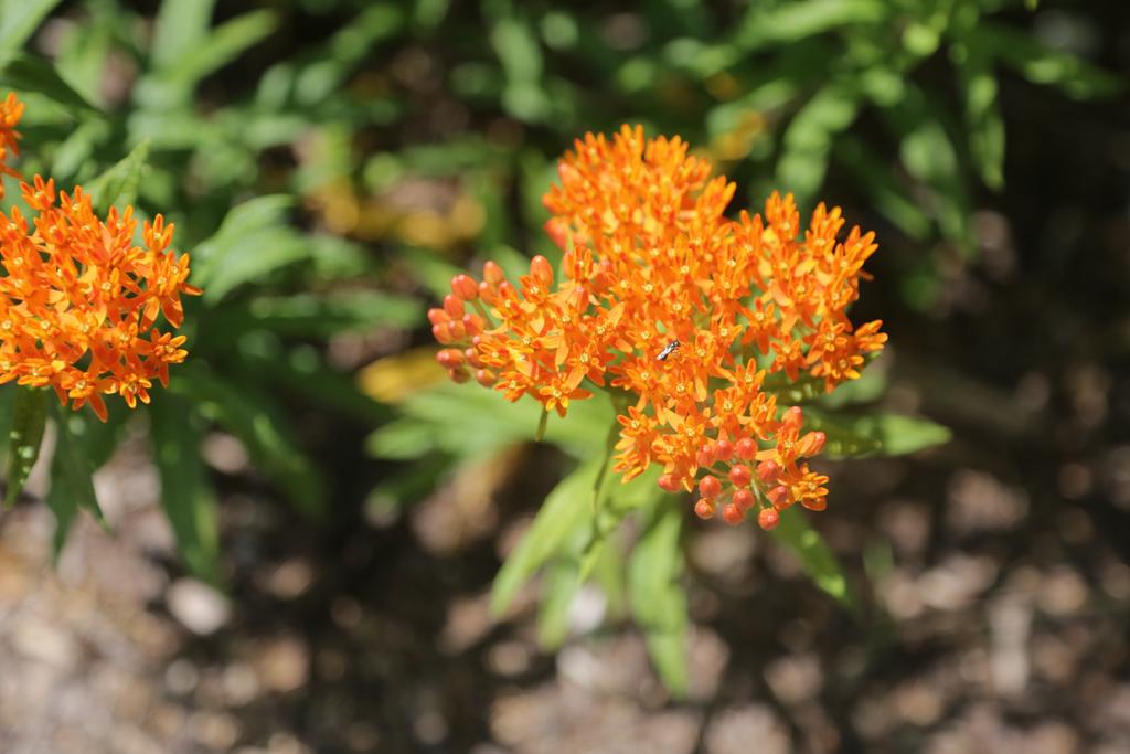 Milkweed